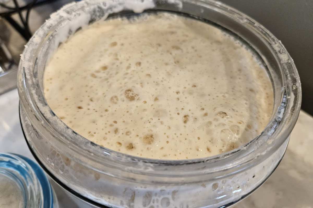 picture of a levain made from my sourdough starter and how to make it.